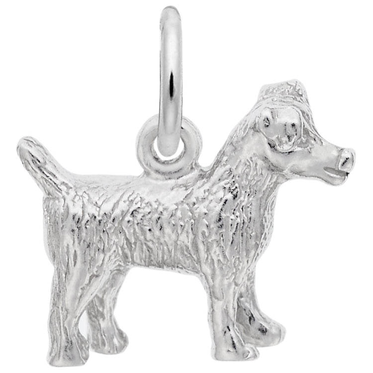 JACK RUSSELL TERRIER